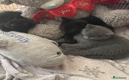 British Shorthair cats for sale: 1 Grey and 2 Black kittens - Image 7