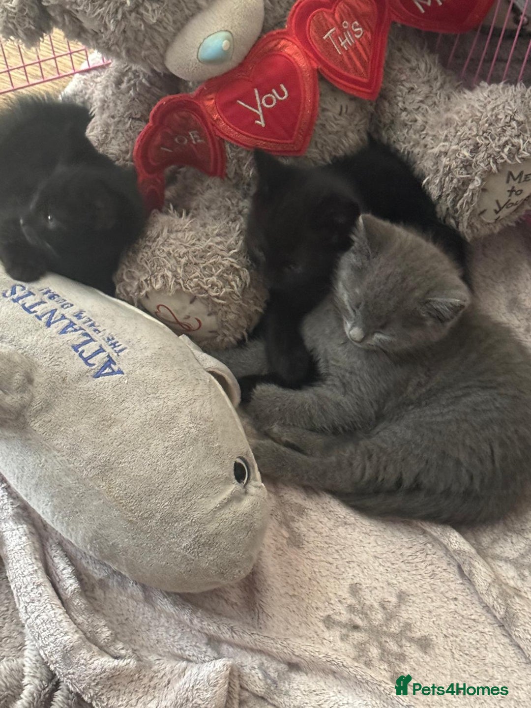 British Shorthair cats for sale: 1 Grey and 2 Black kittens - Image 7