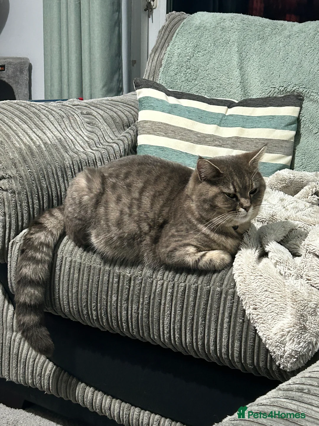 Mixed Breed cats for sale: 3 gorgeous fluffy kittens available. - Advert 1