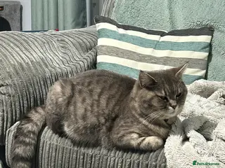 Mixed Breed cats 3 gorgeous fluffy kittens available. - Advert 1