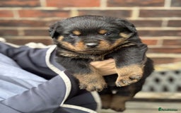 Rottweiler dogs for sale: 5 chunky pure pedigree Rottweiler pups - Image 8