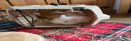 Lionhead rabbits for sale: 🐰Adorable Lionhead Rabbits🐰 in Mexborough - Advert 2