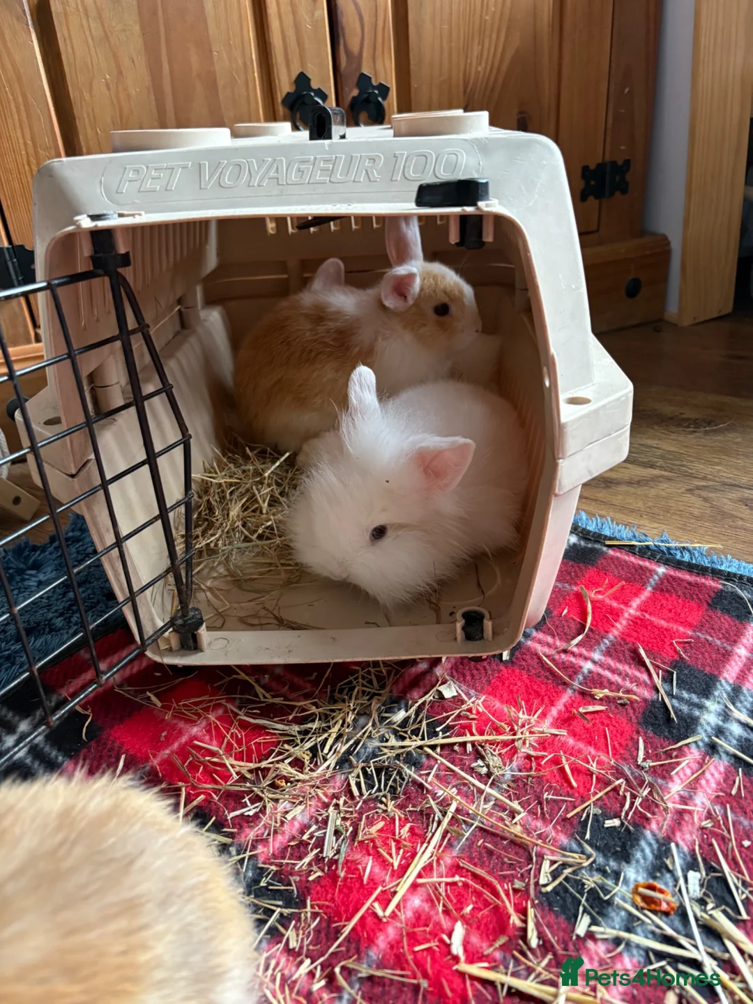 Lionhead rabbits for sale: 🐰Adorable Lionhead Rabbits🐰 in Mexborough - Advert 2