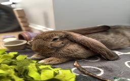 Continental Giant rabbits for sale: Hi, this is Míro, the Continental Giant! - Image 7