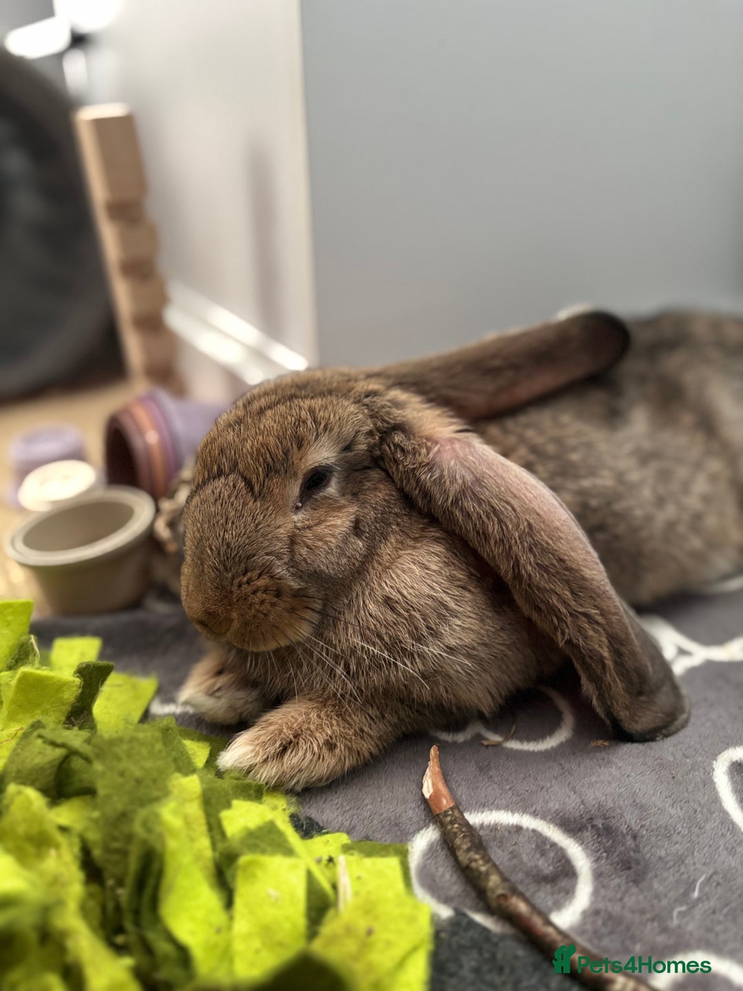 Continental Giant rabbits for sale: Hi, this is Míro, the Continental Giant! - Image 7