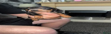 Miniature Dachshund 5