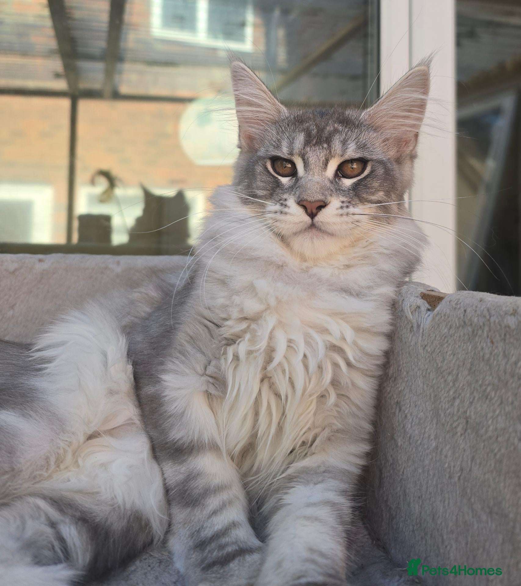 Maine Coon cats READY NOW Maine Coons Shaded & Silver - Advert 2