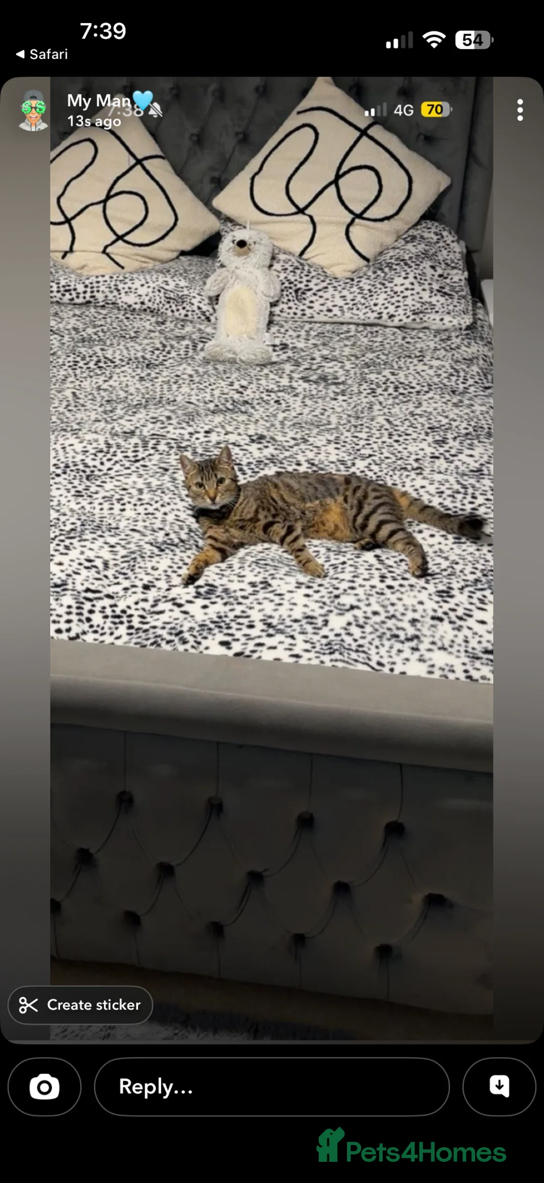 British Shorthair cats for sale: 1 year old tabby cat  - Advert 7