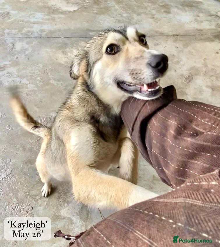 Mixed Breed dogs Kayleigh, 1 yr approx. Reserved STC. - Advert 2