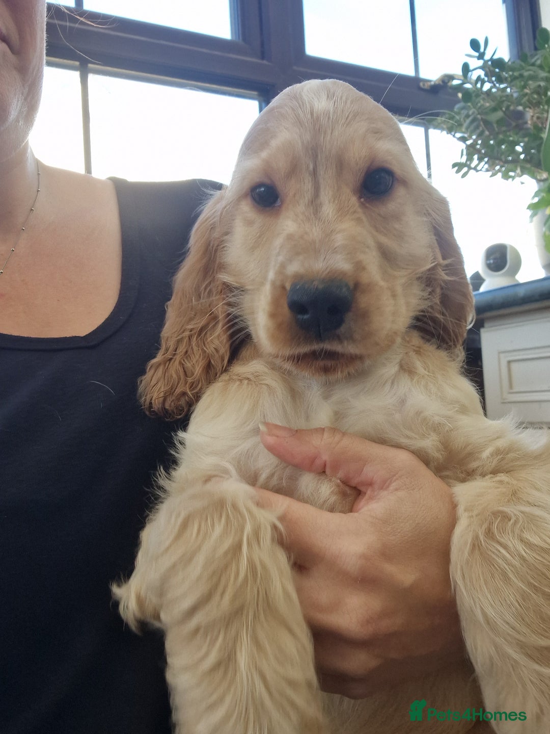 Cocker Spaniel dogs for sale: Pedigree English Show Cocker Spaniel Puppies - Advert 8