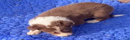 Border Collie dogs for sale: Fabulous Red Border Collie Puppies - Advert 8