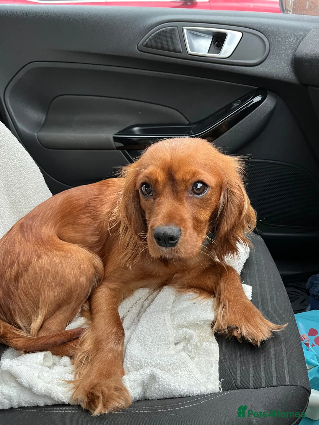 Mixed Breed dogs for sale: DASHALIER PUPPIES Cavalier X dachshund in Saffron Walden - Advert 20