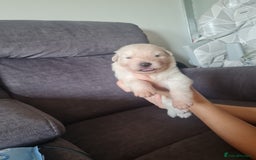 German Shepherd dogs for sale: German shepherd puppies  - Image 27