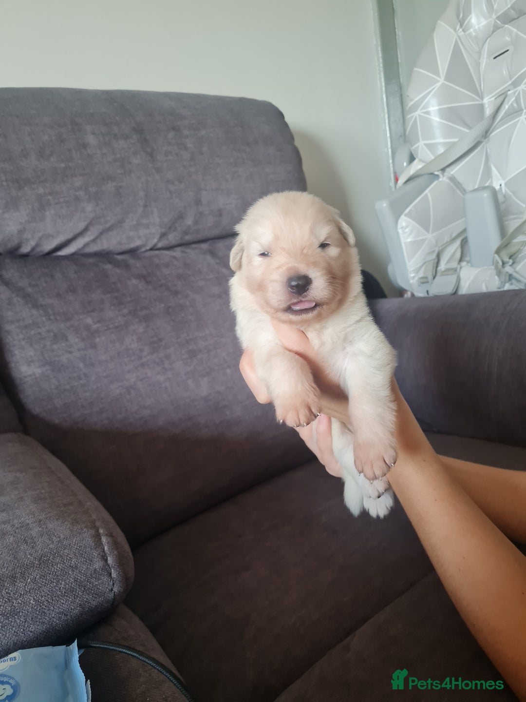 German Shepherd dogs for sale: German shepherd puppies  - Image 27