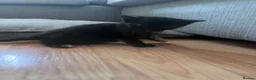 Mixed Breed cats for sale: 5 kittens for rehoming in London - Advert 4