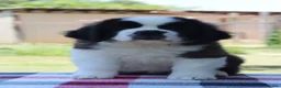 Saint Bernard dogs for sale: dcjkhsdk purebred Saint Bernard puppies for you in Cheltenham - Advert 7