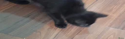 Mixed Breed cats for sale: Four lively black kittens for sale! in London - Advert 7