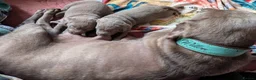 Labrador Retriever dogs for sale: 2 GIRL SILVER LABRADOR PUPPIES FOR SALE  - Advert 6