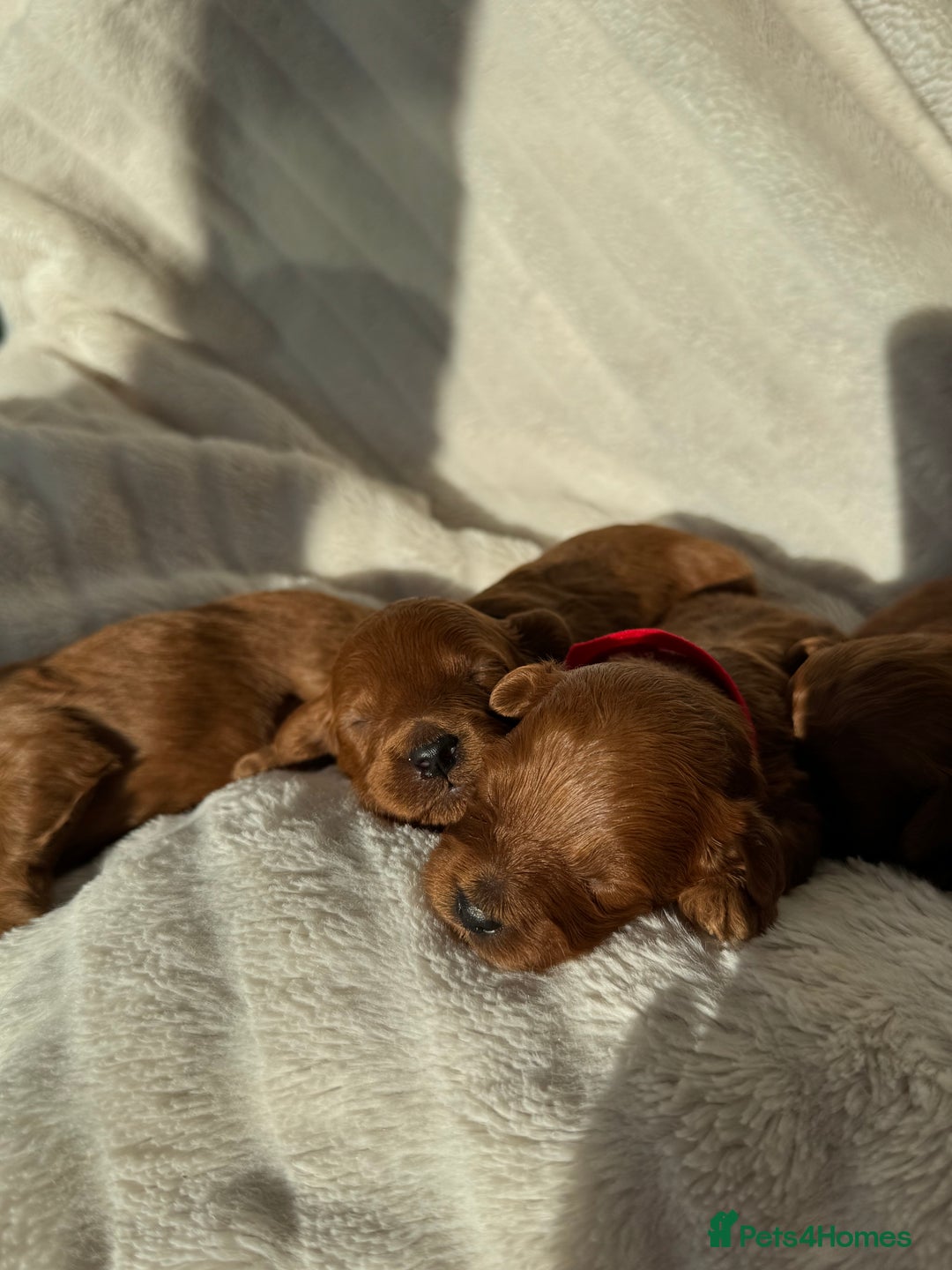 Cavapoo dogs for sale: Beautiful Red F1b Cavapoo Puppies - Image 18