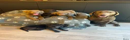 Labrador Retriever dogs for sale: Exceptional Silver & Charcoal Labrador Puppies - Advert 6