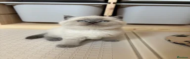 Scottish Fold Kitten 3