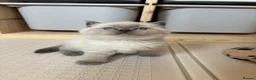 Scottish Fold cats for sale: Scottish fold British shorthair kittens  - Advert 11