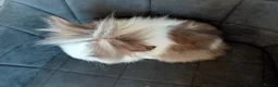 Lionhead rabbits for sale: Beautiful Double-maned Lionhead Rabbits for Sale - Advert 26