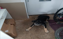 Huntaway dogs for sale: OZZY 9 month old huntaway  - Image 1
