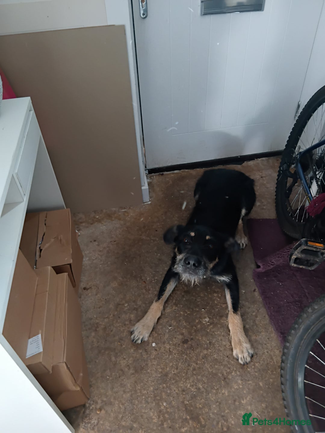 Huntaway dogs for sale: OZZY 9 month old huntaway  - Image 1