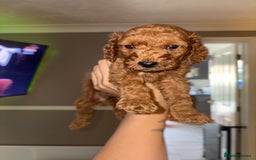 Cockapoo dogs for sale: F1bb mini cockapoo puppies  - Image 31