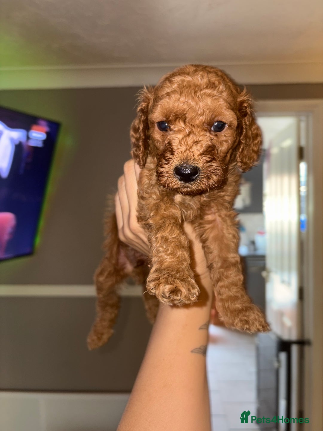 Cockapoo dogs for sale: F1bb mini cockapoo puppies  - Image 31