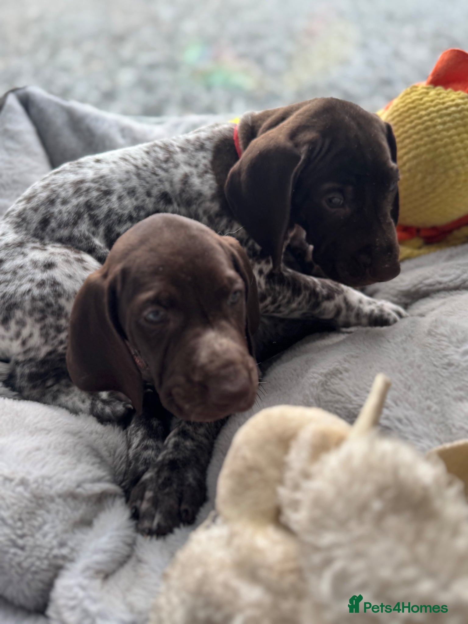 German Shorthaired Pointer dogs ONLY 1 🐾KC Registered German Shorthaired Pointers - Advert 8