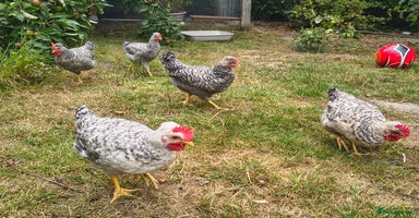 Chickens poultry - Advert 7