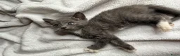 Russian Blue cats for sale: Russian blue x tabby cute kittens  - Advert 6