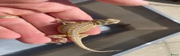 Bearded Dragon reptiles for sale: Bearded dragons  in Dover - Advert 15