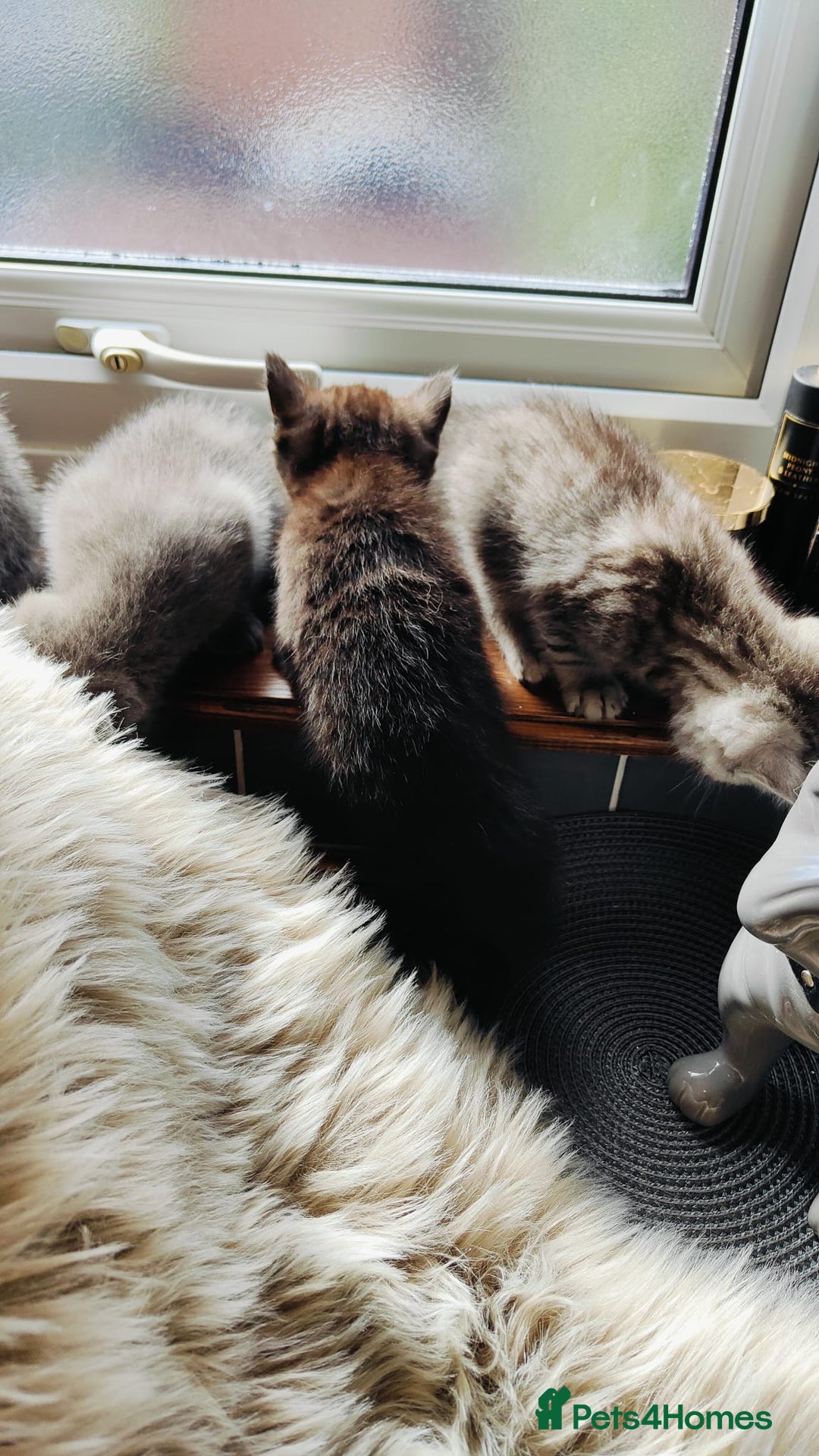 Scottish Fold cats for sale: ❤️Gorgeous Scottish Fold Straight ears kittens❤️ - Image 19