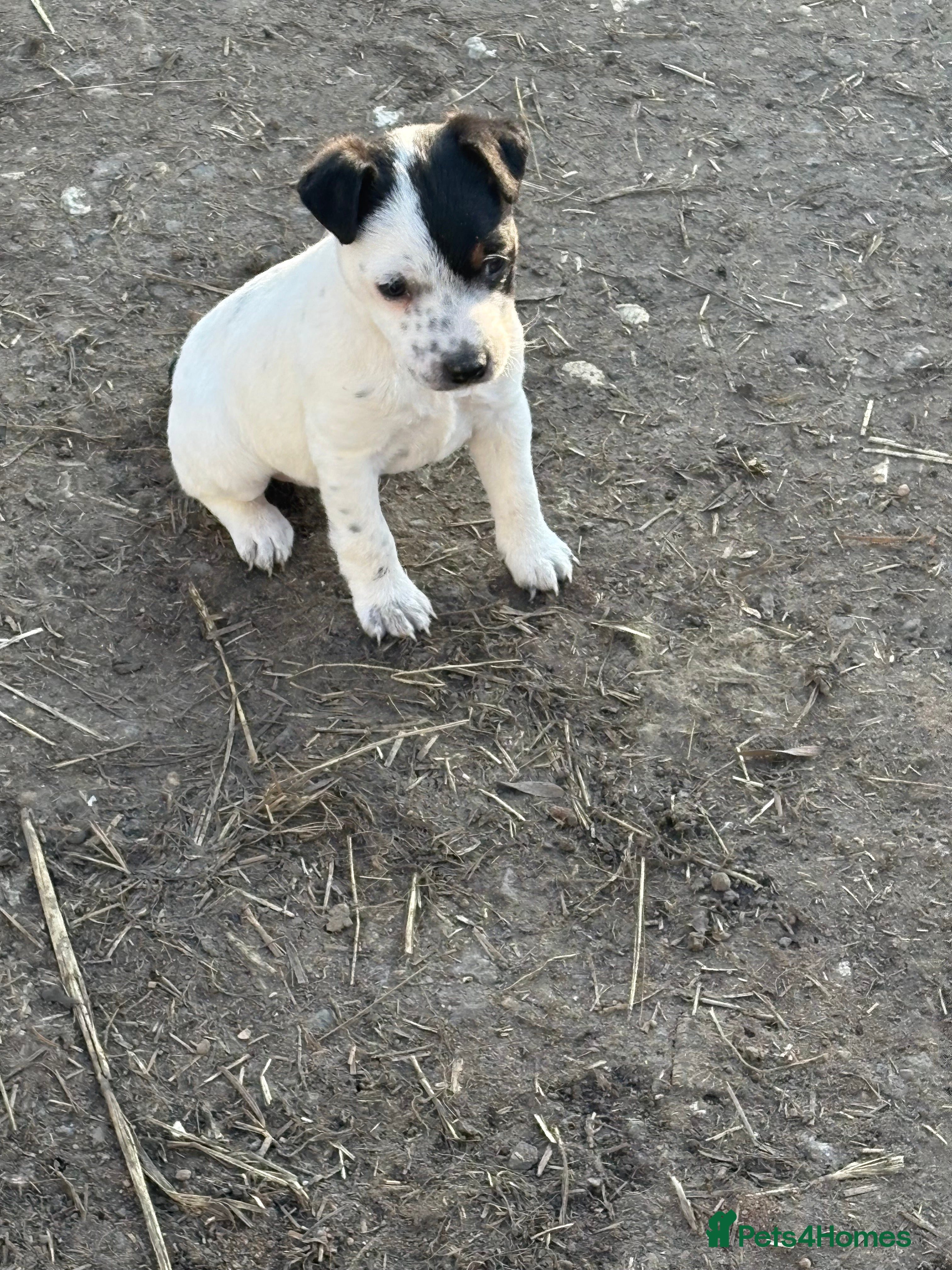 Jack Russell dogs Lovely jack russel pup - Advert 17