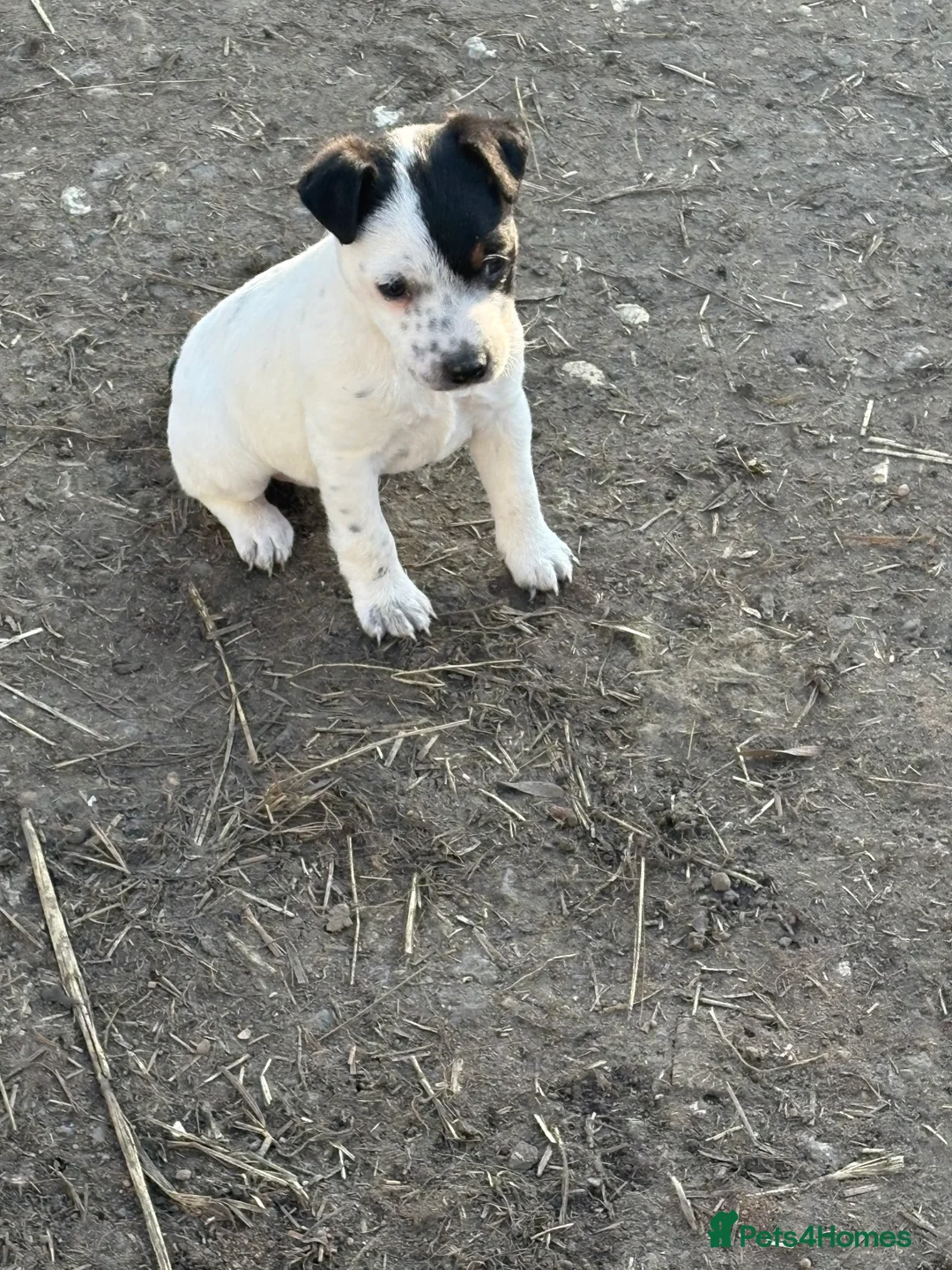 Jack Russell dogs for sale: Lovely jack russel pup - Advert 1