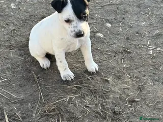 Jack Russell dogs Lovely jack russel pup - Advert 17