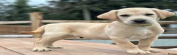 Labrador Retriever dogs for sale: KC REGISTERED LABRADOR PUPPIES - Advert 11