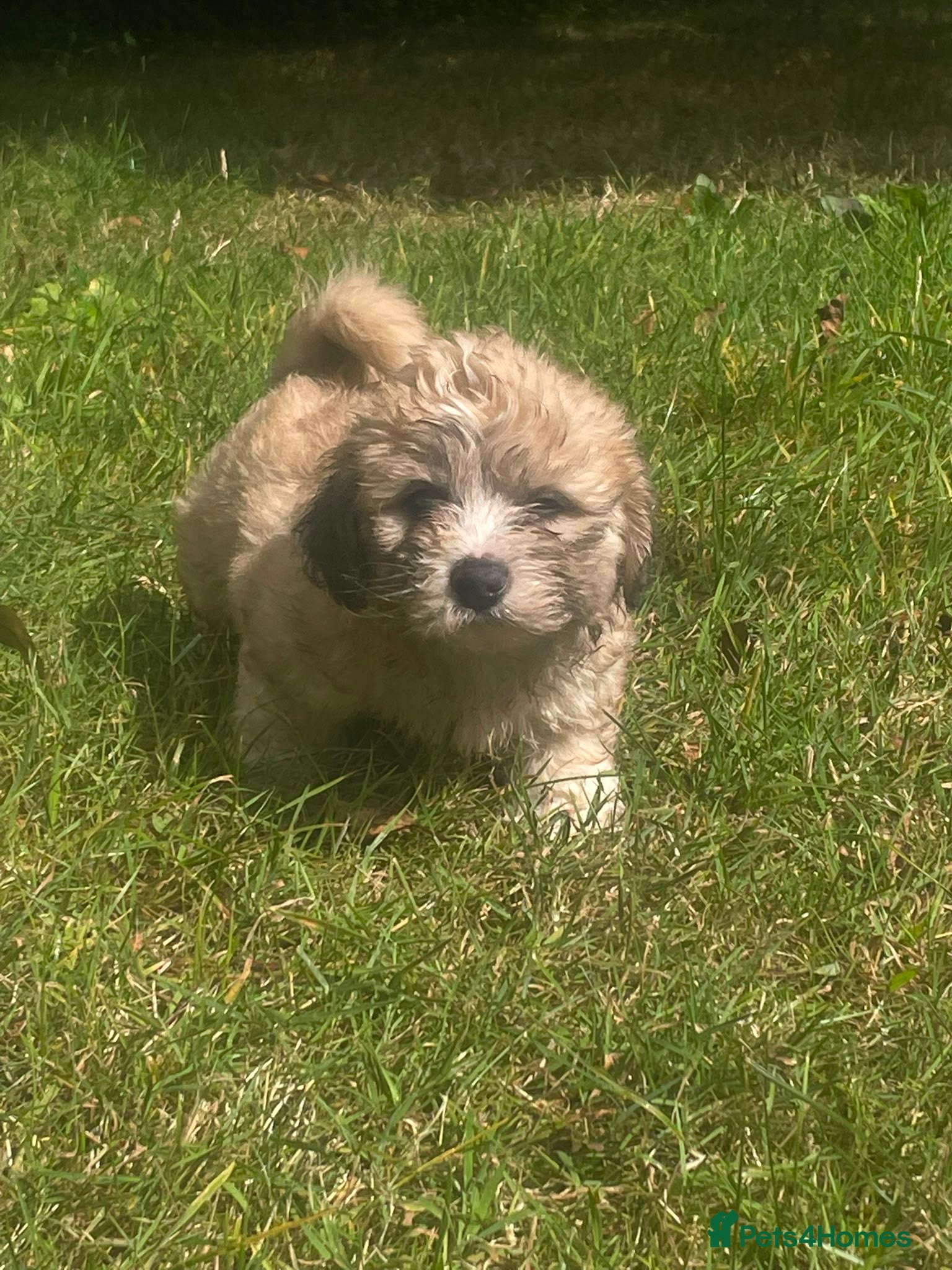 Mixed Breed dogs Adorable teddy bear shihpoo X chihuahua puppies - Advert 2