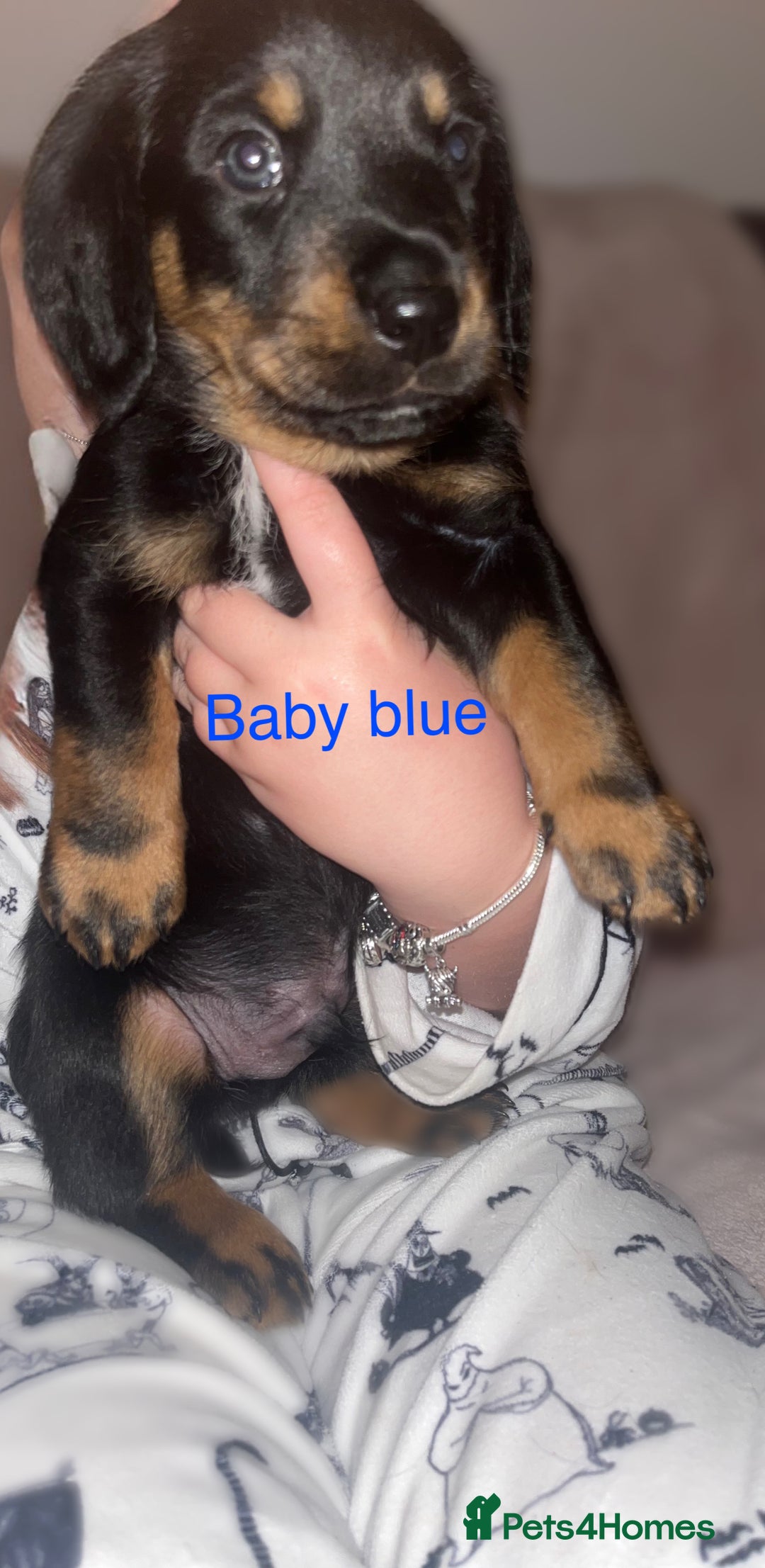 Mixed Breed dogs for sale: Dalmatian x dachshund  - Advert 10