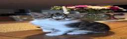 Mixed Breed cats for sale: Adorable Kittens Looking for Loving Homes 🐾 - Advert 6
