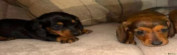 Dachshund dogs for sale: Stunning mini dachshund puppies! - Advert 6