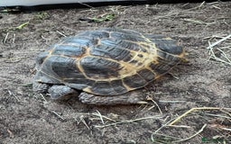 Tortoise reptiles for sale: Horsefield tortoise - Image 2