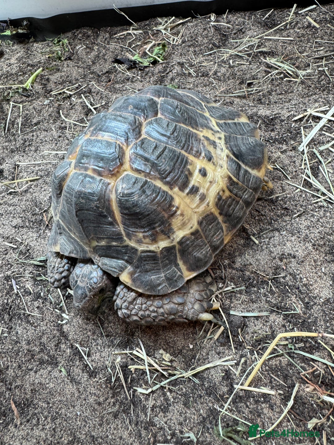Tortoise reptiles for sale: Horsefield tortoise - Image 2