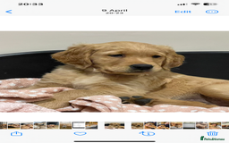 Golden Retriever dogs for stud: Working Golden Retriever Stud - Image 4