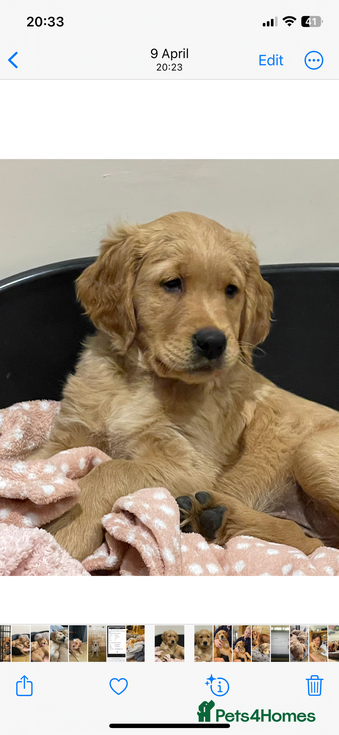 Golden Retriever dogs for stud: Working Golden Retriever Stud - Image 4