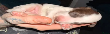 Female liver and white cocker spaniel 