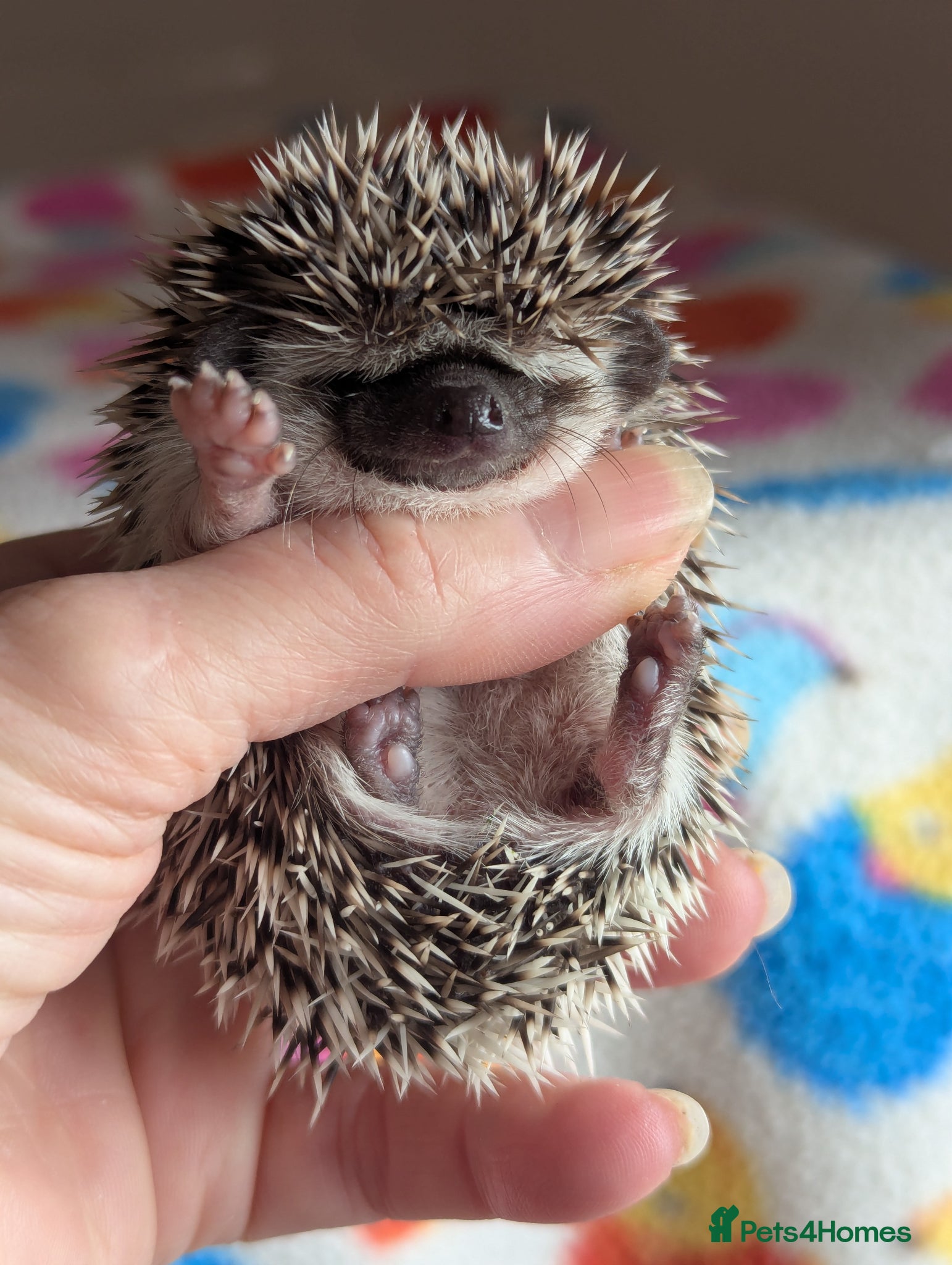 Pygmy Hedgehog rodents Stunning Hoglets Available/ Some Reduced!! - Advert 1